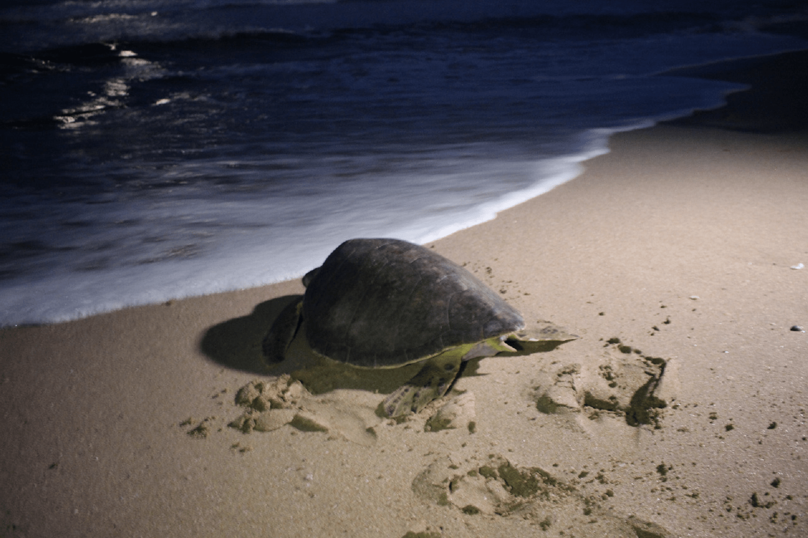 discover troncones saladita majahua mexico playa reservaciones hospedaje ixtapa guerrero travel near me booking hotel cheap hotel liberacion de tortugas turtle release tortuga prieta Brown turtle